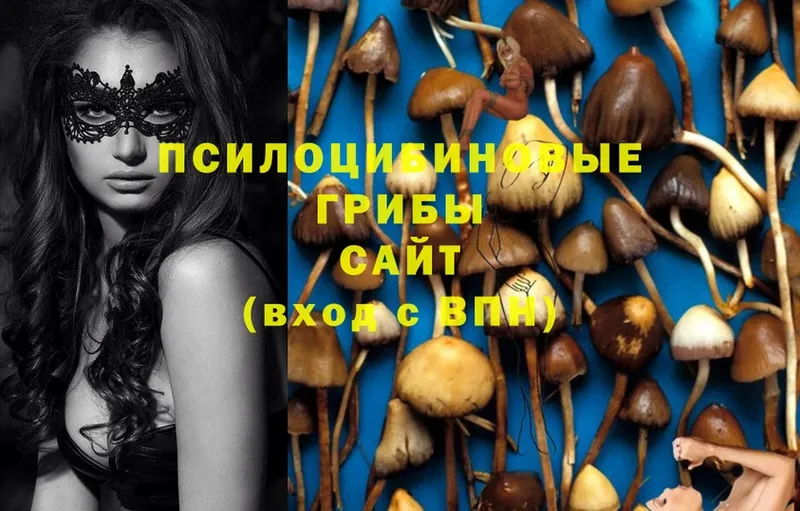 блэк спрут как войти  Сим  Галлюциногенные грибы Magic Shrooms 